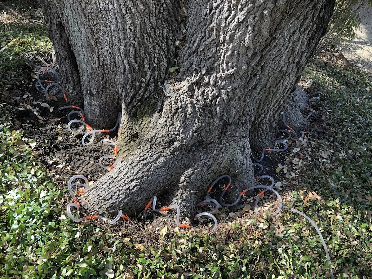 Detailed Tree Cabling and Bracing job site in South Burlington